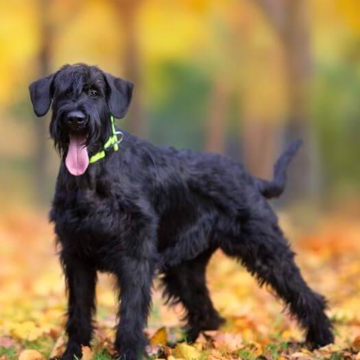 Giant store schnauzer puppies